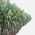 Noticias de agricultura agricultura