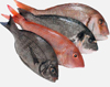 Noticias de pesca pesca
