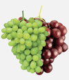 Noticias de vitivinicultura vitivinicultura
