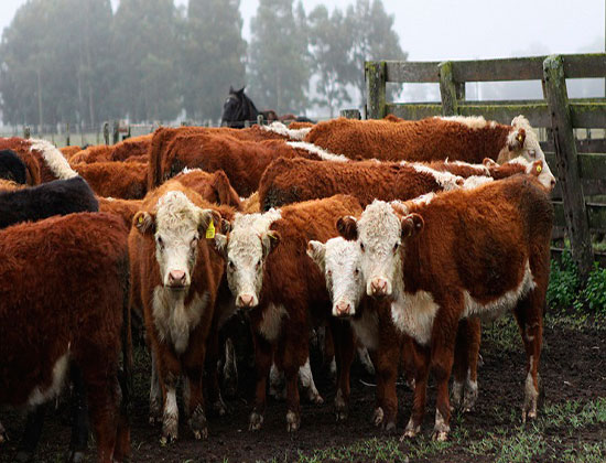 Brucelosis bovina: Plazo límite para la determinación obligatoria del estatus sanitario