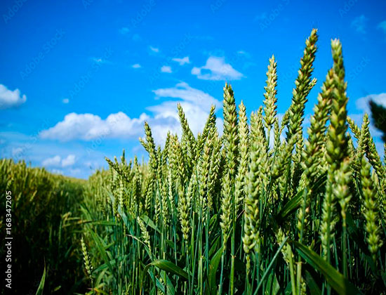 Estrés: un refuerzo para mejorar el bienestar del cultivo