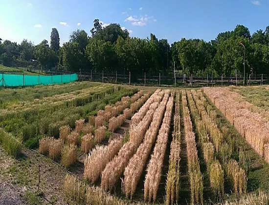 Con simulaciones, apuntan a optimizar el manejo de trigo y cebada