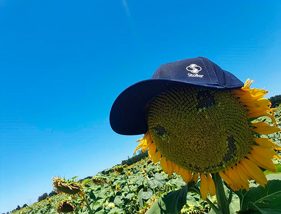 Un estímulo para que el girasol brille y cierre brechas de rendimiento