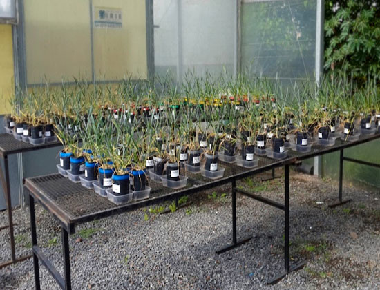 Hongo vs. hongo: con biocontrol, el trigo tolera mejor una enfermedad radical