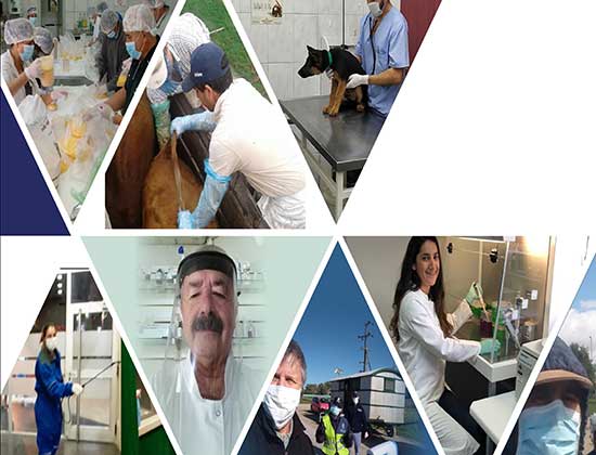 Veterinarios, sin que sepamos, nos cuidan a todos