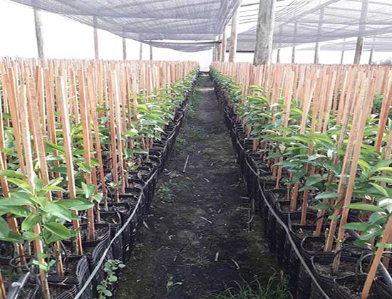 Prensa Compo. Tecnología de fertilización en el trasplante de frutales y forestales