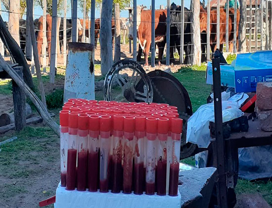 Avances en la asistencia sanitaria para el control de brucelosis bovina en rodeos familiares