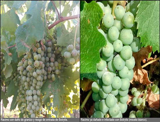 Herramientas nutricionales para Vid y Nogal