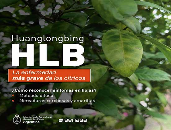 HLB: Cómo reconocer los síntomas de la enfermedad más grave de los cítricos