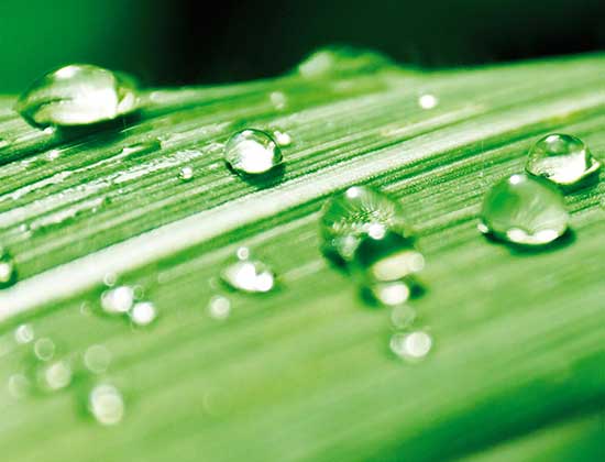 Syngenta y Fearca trabajan juntos para promover la certificación de las Buenas Prácticas Agrícolas