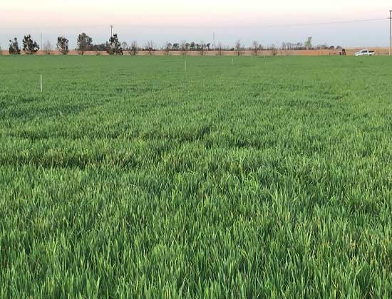El trigo responde mejor a la fertilización foliar en años Secos.