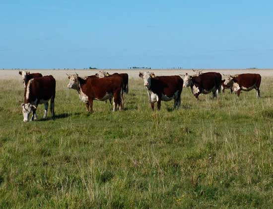El aumento de nutrientes enciende una alarma en los pastizales