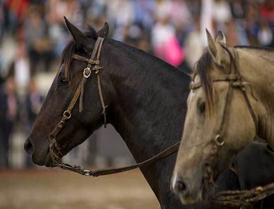 ¡VUELVEN LAS FERIAS A LA RURAL!