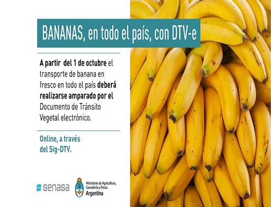 Desde el 1° de octubre será obligatorio el uso del DTV-e para transportar banana en fresco