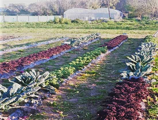 Larga vida al kale: Cosecharlo por la tarde extiende su calidad nutricional