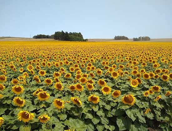 ADBlick Granos finalista del Premio a la Excelencia Agropecuaria