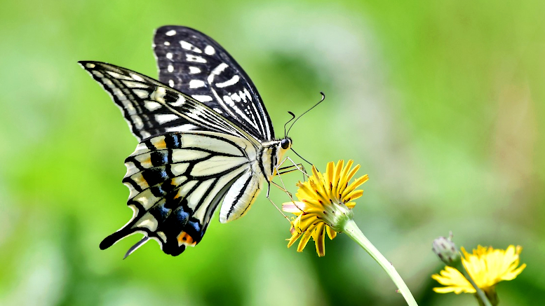 Polinizadores en ca�da libre