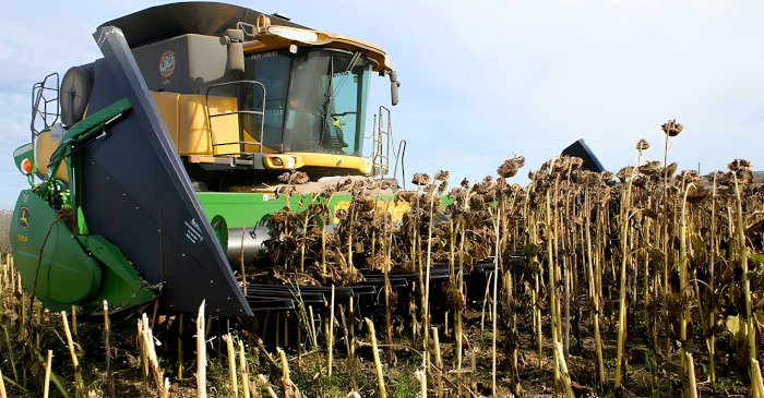 ¿Por qué el girasol argentino podría rendir mucho más?