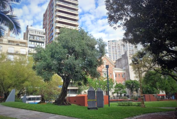 De Ítaca a Buenos Aires: Las plantas de La Odisea